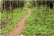 Dirt Trail Lined with Plants and Trees