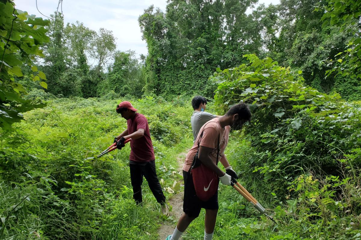 Volunteers Cutting Foliage
