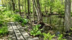 Boardwalk at Templeman-Watkins Loop Trail