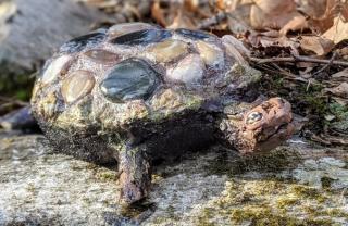 Turtle on a Rock